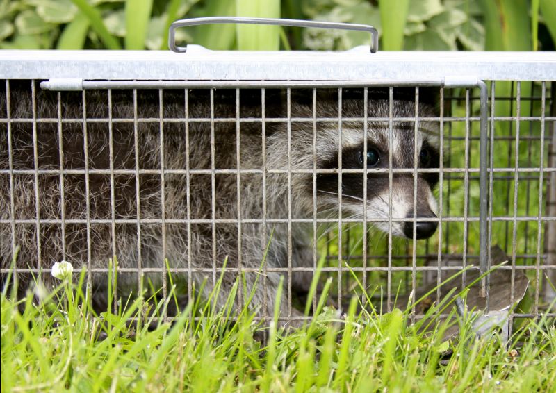 Indianapolis Animal Trapping Service