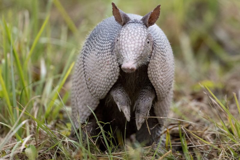 Indianapolis Armadillo Removal