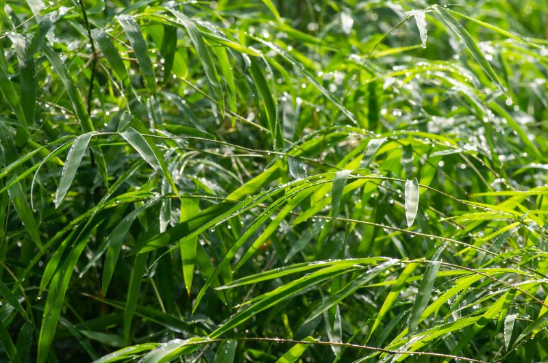 Bamboo Removal - Indianapolis
