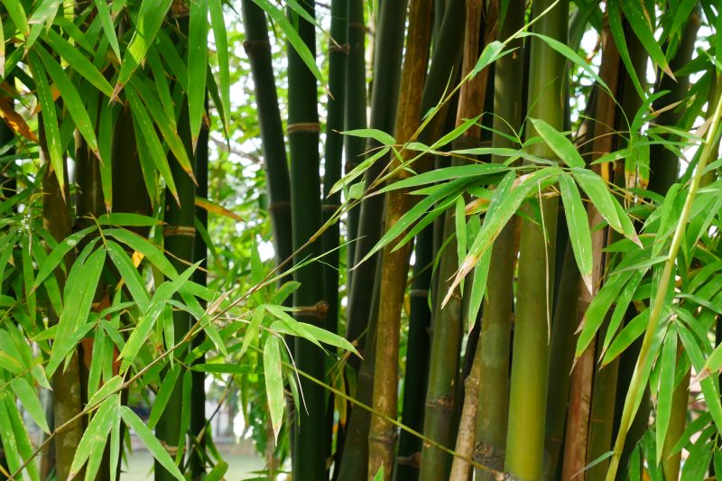 Indianapolis Bamboo Roots Removal