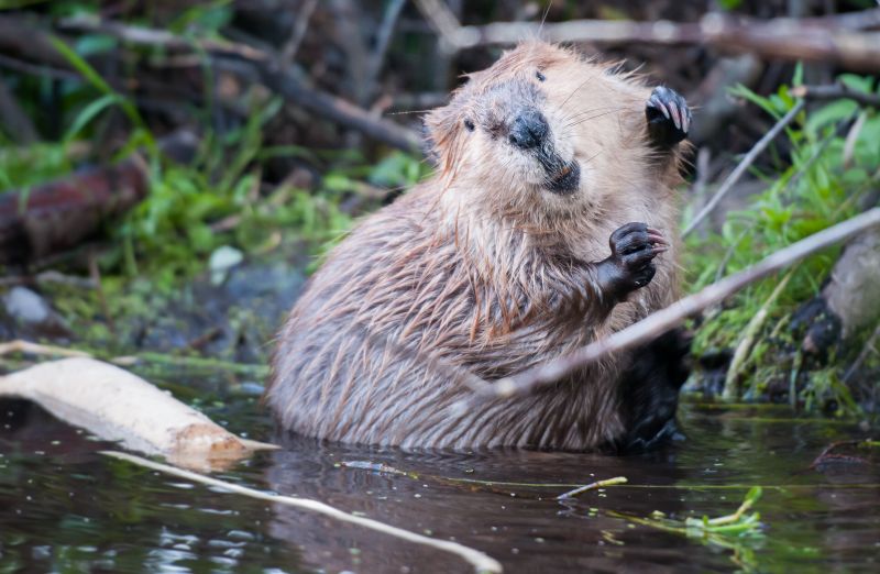 Ocala Beaver Control