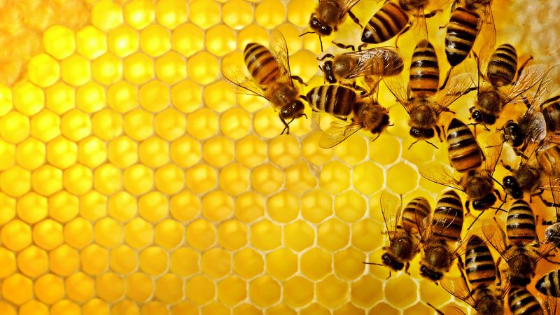 Indianapolis Bee Removal
