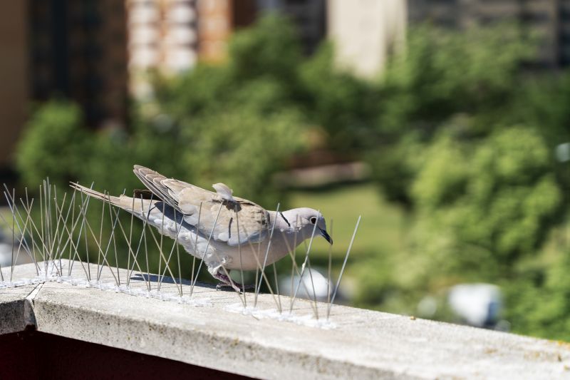 Atlanta Bird Control Service