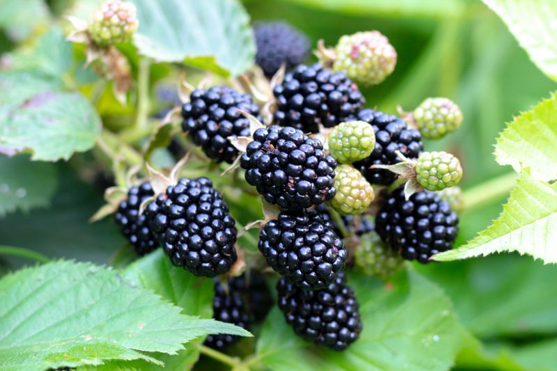Atlanta Blackberry Bush Removal