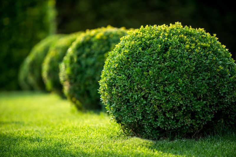 Indianapolis Bush Trimming