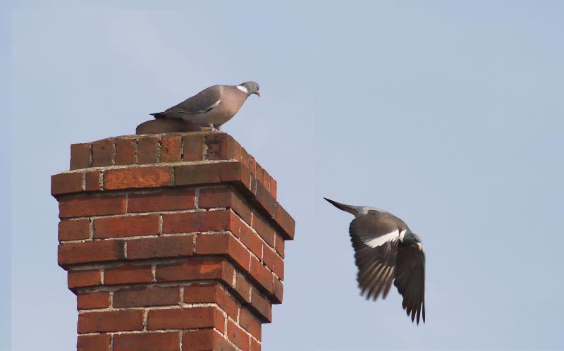 Indianapolis Chimney Bird Removal