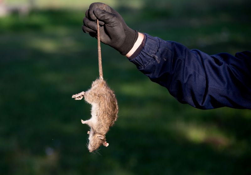Atlanta Dead Rodent Removal