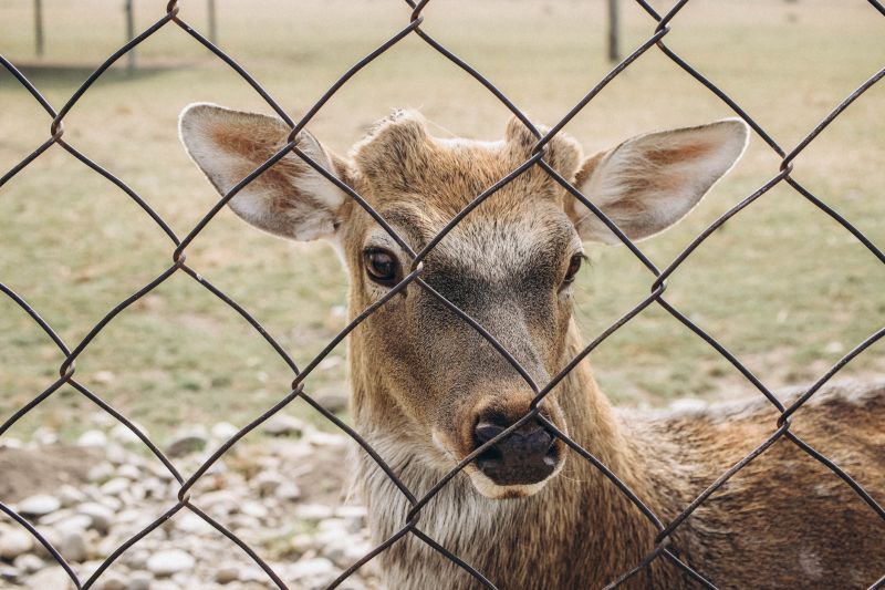 Lexington Deer Fence Installation