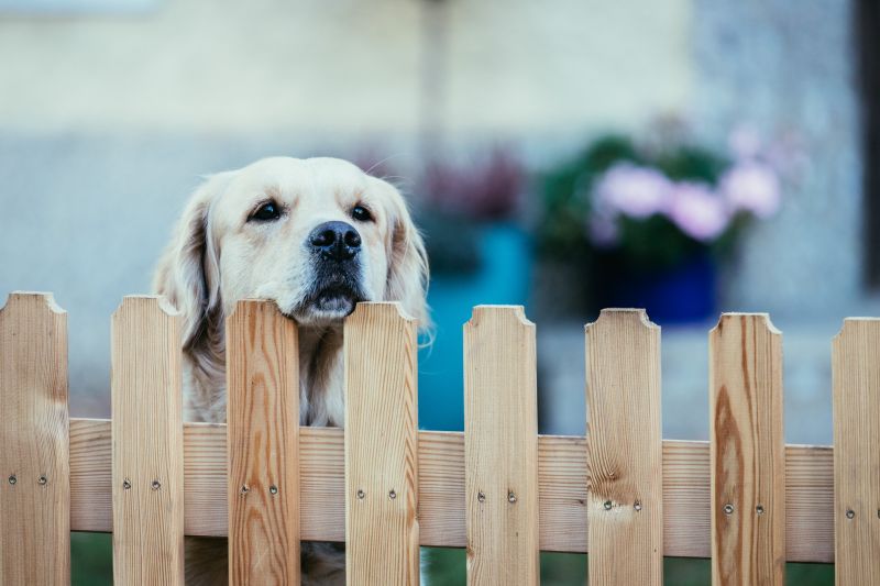 Marietta Dog Fence Repair