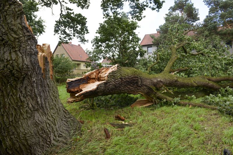 Indianapolis Fallen Tree Removal