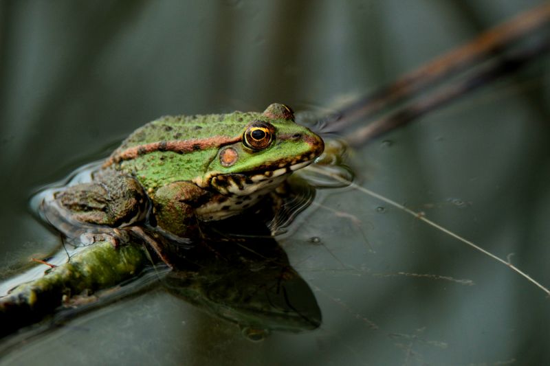 Atlanta Frog Extermination