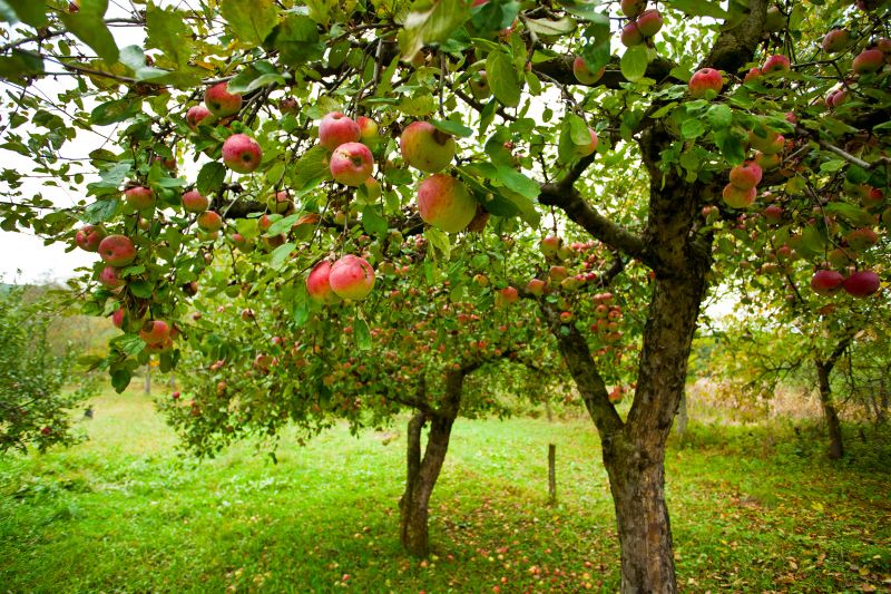 Indianapolis Fruit Tree Pruning