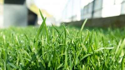 Indianapolis Grass Topdressing