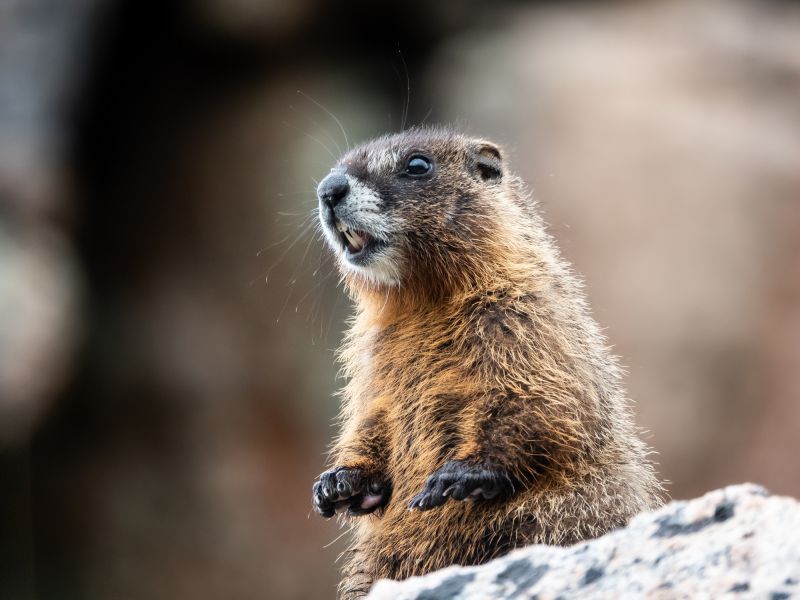 Indianapolis Groundhog Removal