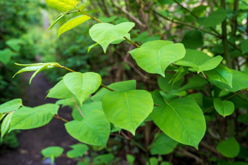 Indianapolis Invasive Plant Removal