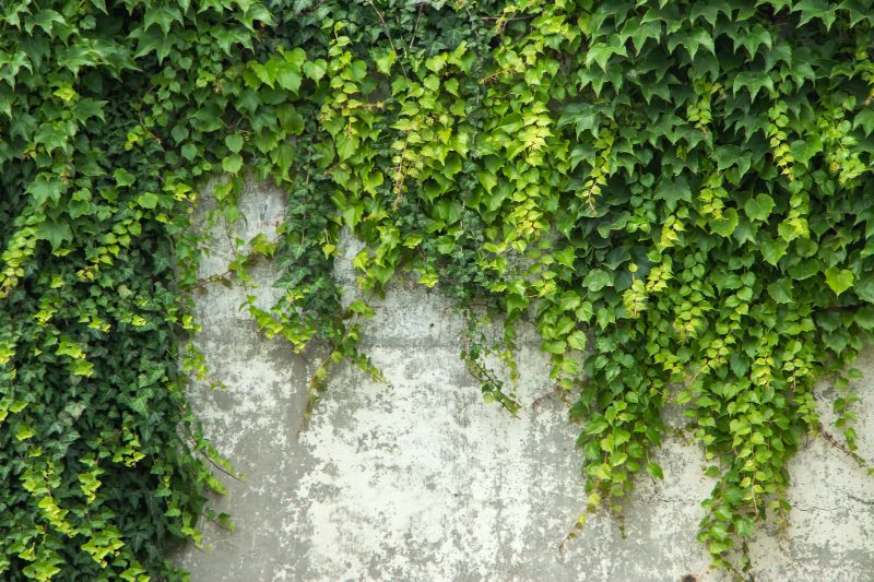 Ivy Removal - Marietta