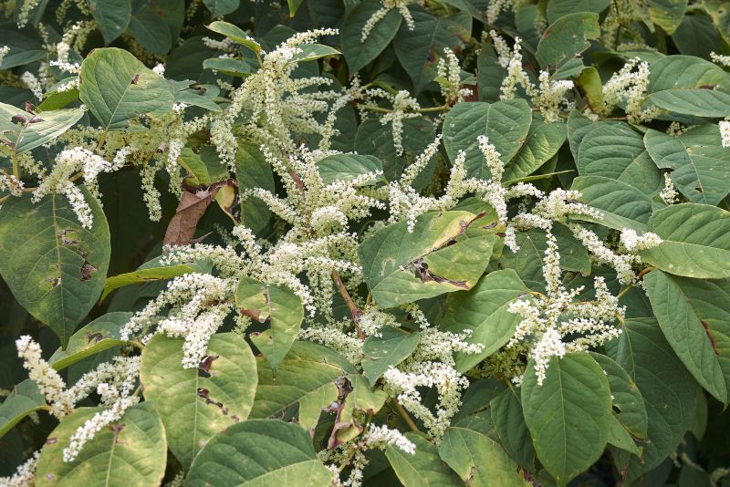 Indianapolis Knotweed Removal