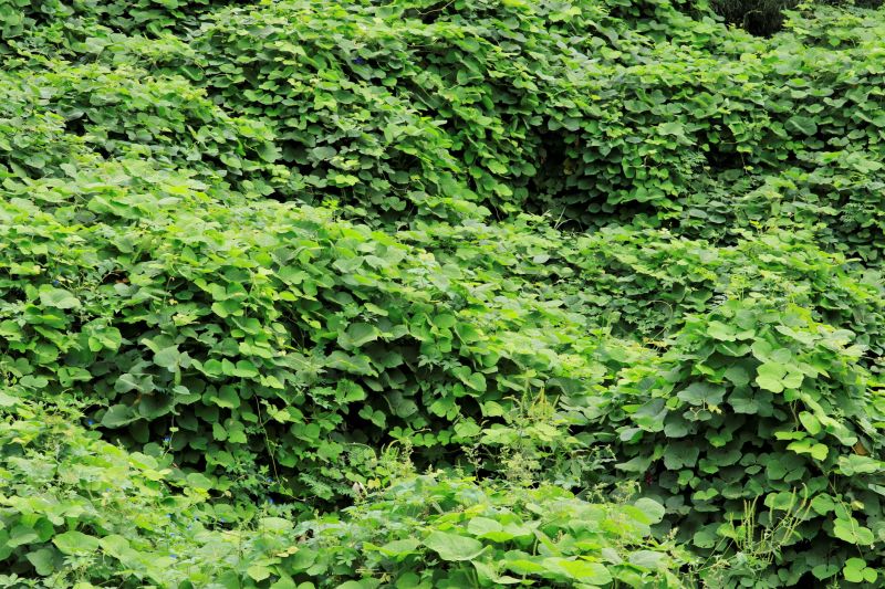 Indianapolis Kudzu Removal