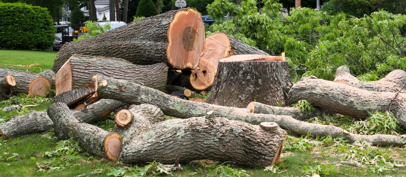 Indianapolis Large Tree Removal