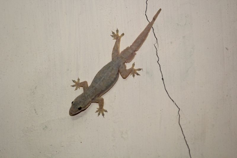 Indianapolis Lizard Extermination