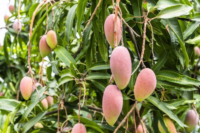 Atlanta Mango Tree Pruning