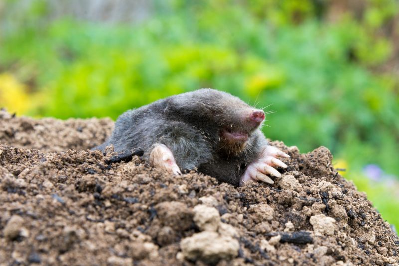 San Diego Mole Control Service