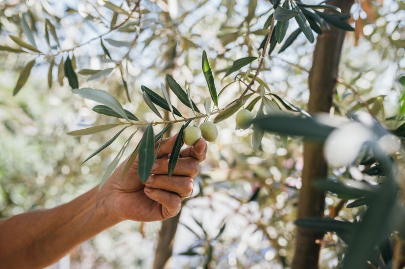Indianapolis Olive Tree Maintenance