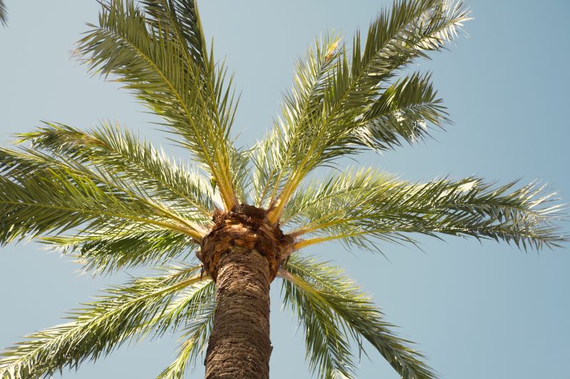 Indianapolis Palm Tree Removal