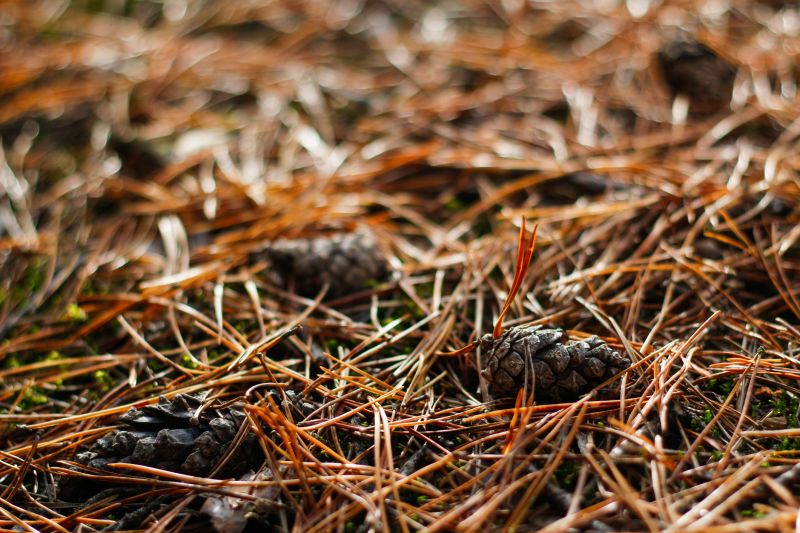Pine Needle Removal - Marietta
