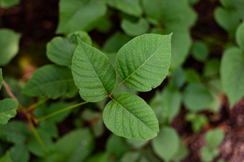 Indianapolis Poison Ivy Removal