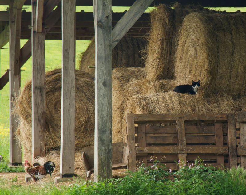 Indianapolis Pole Barn Construction