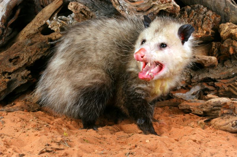 Marietta Possum Removal