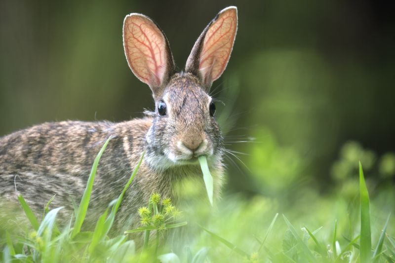 Marietta Rabbit Removal Service