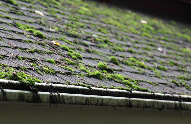 Indianapolis Roof Moss Removal