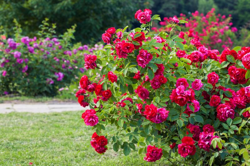 Atlanta Rose Bush Pruning