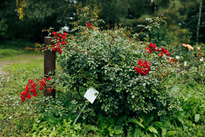 Indianapolis Rose Bush Removal