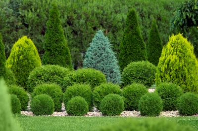 Indianapolis Shrub Replacement