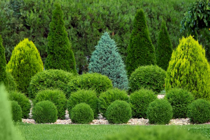 Marietta Shrub Trimming
