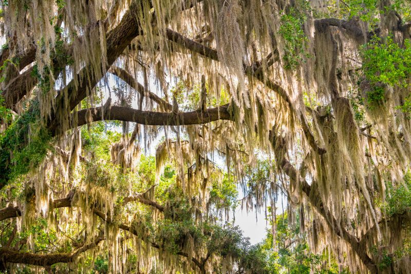 Indianapolis Spanish Moss Removal