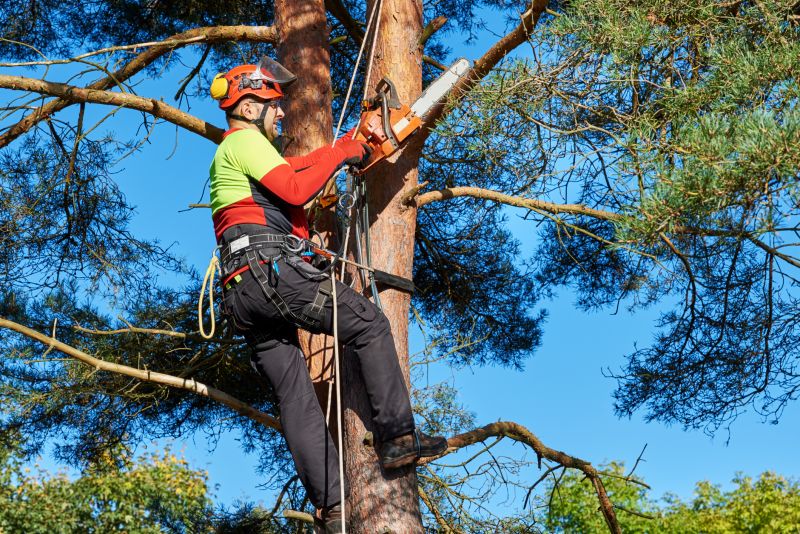 Indianapolis Tree Arborist Service