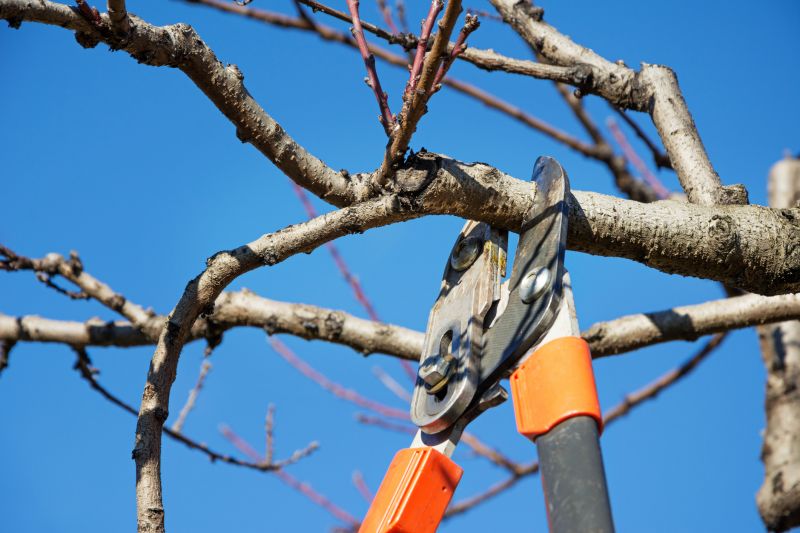 Indianapolis Tree Cutting