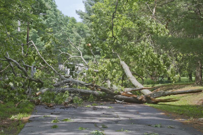 Atlanta Tree Debris Removal