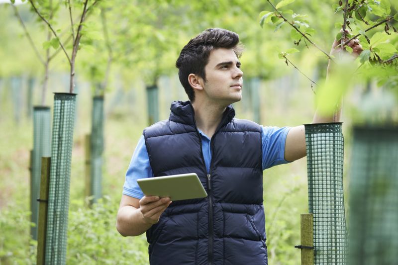 Indianapolis Tree Diagnosis Service