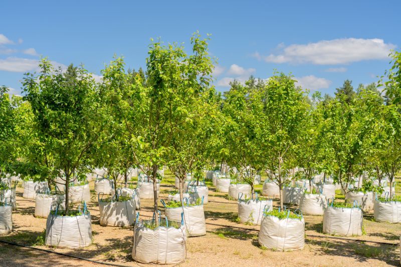Indianapolis Tree Planting Service