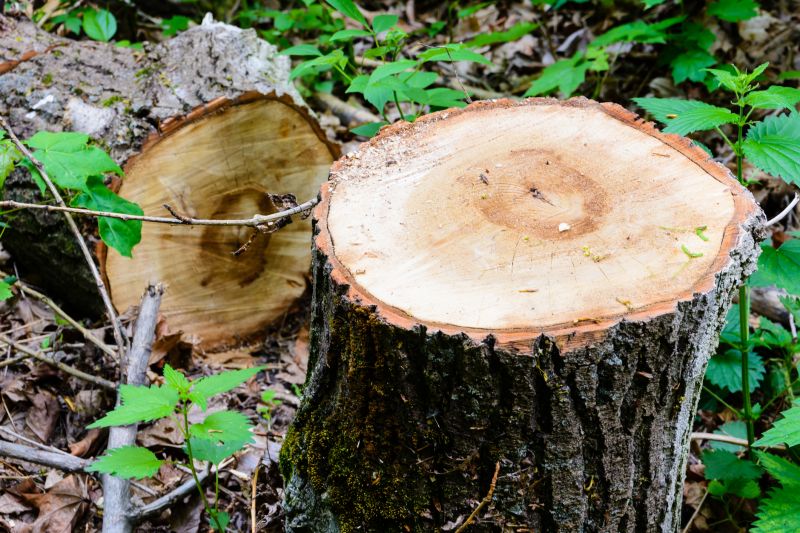 Indianapolis Tree Removal