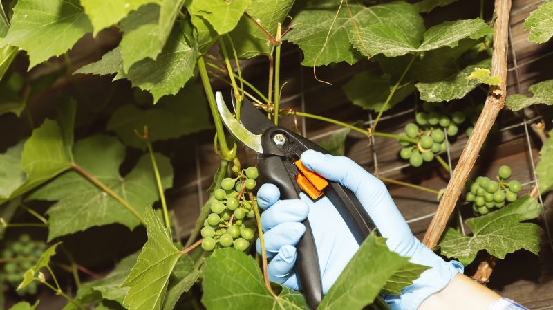 Indianapolis Vine Removal
