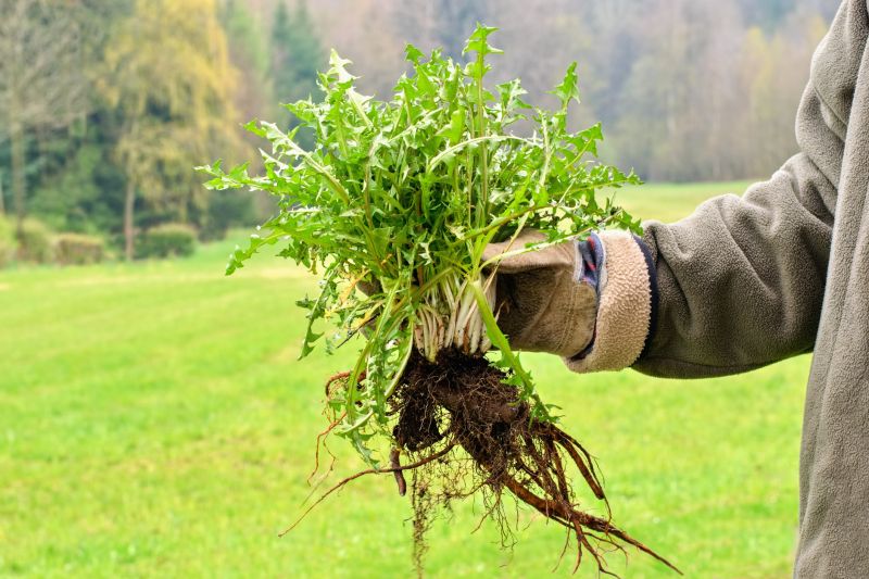 Atlanta Weeds Pulling Service