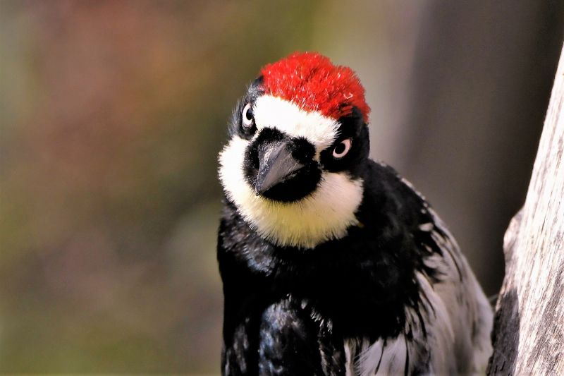 Indianapolis Woodpecker Damage Repair