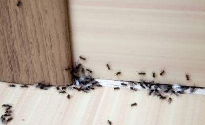 Local Ant Control Service in Delavan, WI