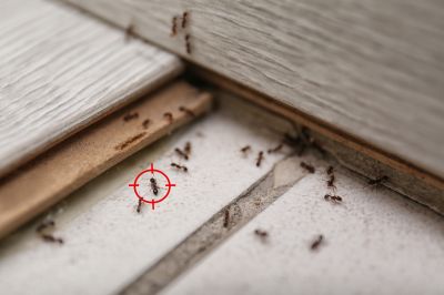 Local Ant Control Service in Downers Grove, IL